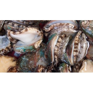 它比魚還鮮比肉要貴，一斤要價二十塊，大多人不認(rèn)識，多吃身體好